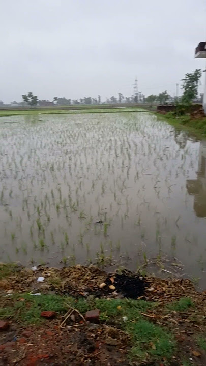 Download lagu #123455 #video