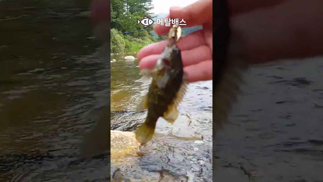 #꺽지루어낚시#강원도영월군법흥계곡캠핑#Shorts 남강캠프,상우농장캠핑장,계류낚시,마틴스피너루어,메탈배스바다투망낚시인,lure fishing,cast nets,play pesca