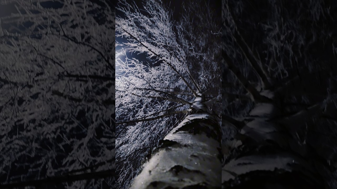 Night Light, Birch Branches, A Hint of Spring 🌙✨