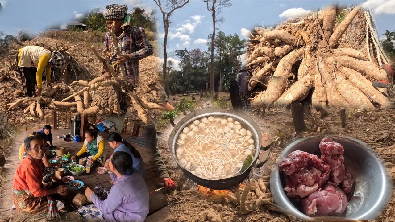 ຂຸດມັນຕົ້ນໃກ້ເສັດແລ້ວ//ขุดมันสําปะหลังใกล้เสร็จแล้ว