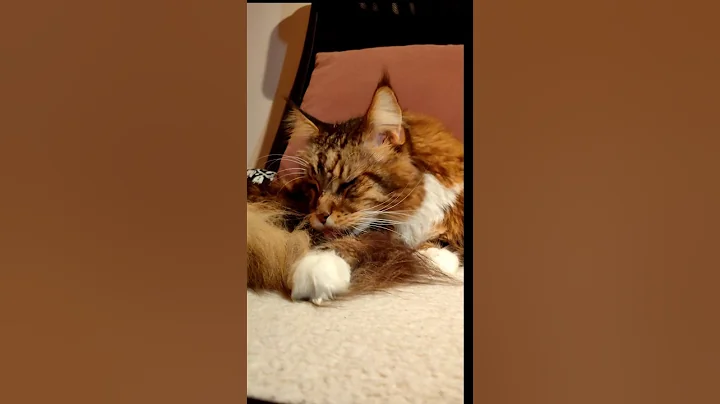 Watch the video about Rangos de Amor #Baikal.873Vivo Maine Coon #mainecoon #cat #gato #shorts