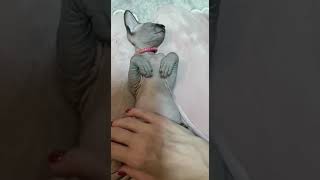 Sphynxí rozmazlování