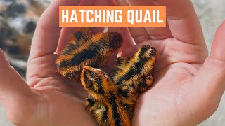 Tips for Hatching Coturnix Quail from Eggs