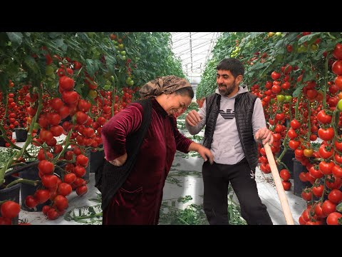 Видео: Улаан лоолийн кумир: сортын тодорхойлолт, шинж чанар, ургах онцлог