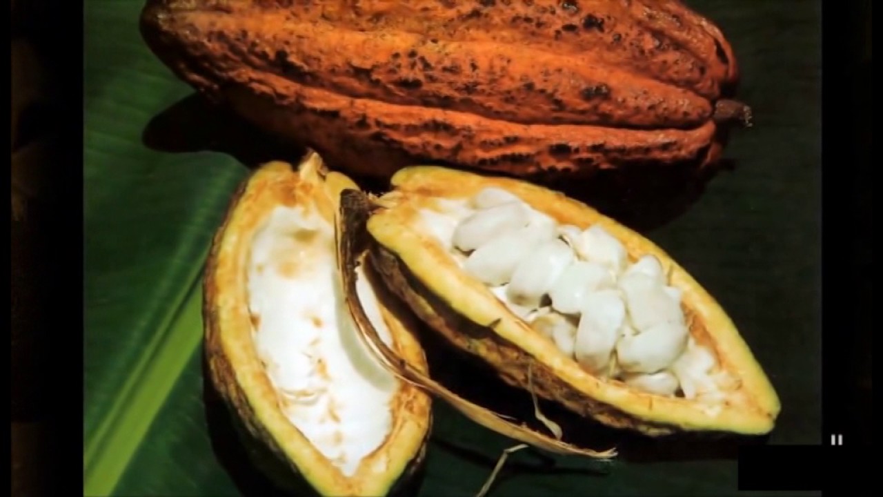 Société/Cacao Un fruit à multiples vertus YouTube