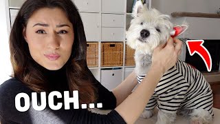 My Westie Dog Has An Ear Infection! Here Is What We Did... by Westie Vibes 3,985 views 1 year ago 9 minutes, 11 seconds