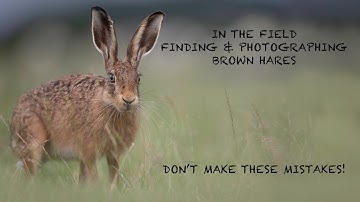 My Top Tips For Photographing Hares