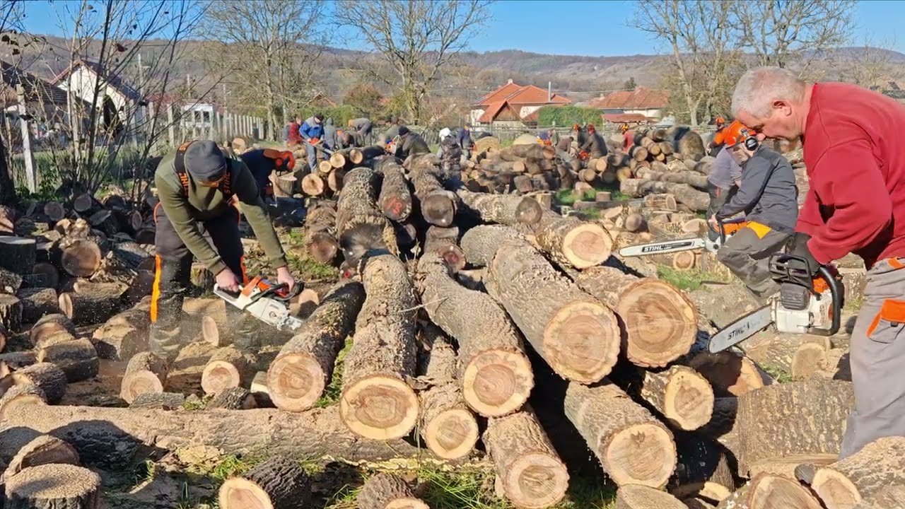 Bánhorváti 2024.11.09. 130 m3 szociális tűzifa összevágása