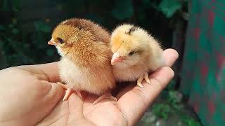 Just hatched! #trending #viral #viralvideo #trendingvideo #chicks