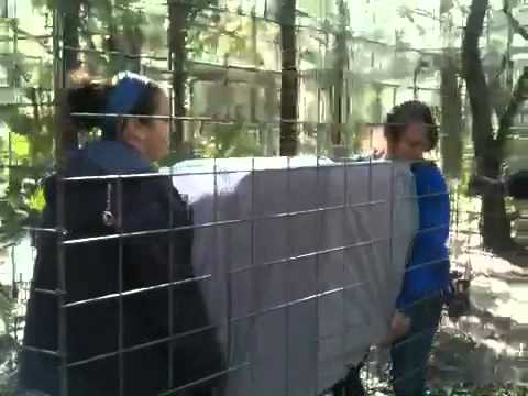 petco hours Video of Serval transfer bigcatrescue