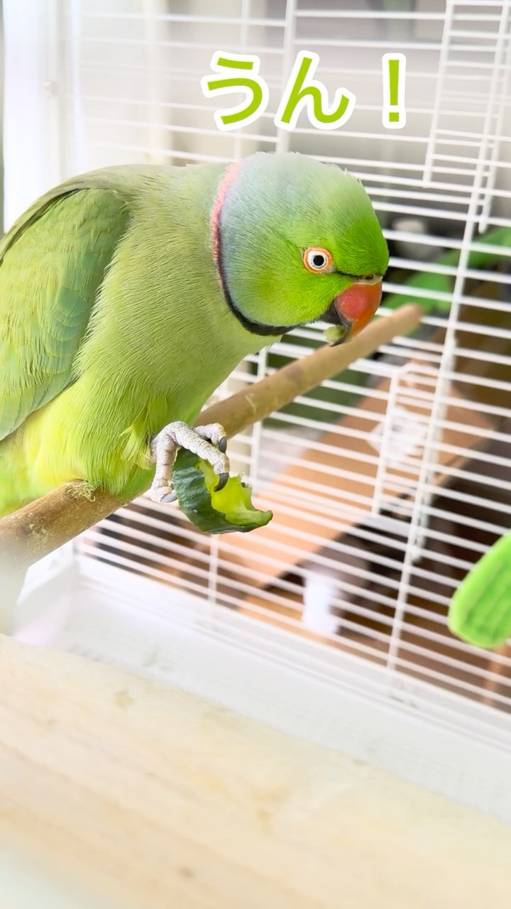 Happy to be eating a cucumber #Wasabicho #TalkingParakeet