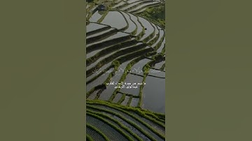 ما تيسر من سورة الإسراء للقارئ عبدالولي الأركاني ( حالات واتس اب وانستقرام وسناب شات )