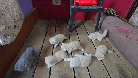 Watch the video about #cat #persian # Himalayan mountain# doll face cat#puppy # kitten