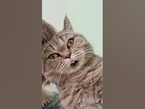я люблю Лизу - YouTube