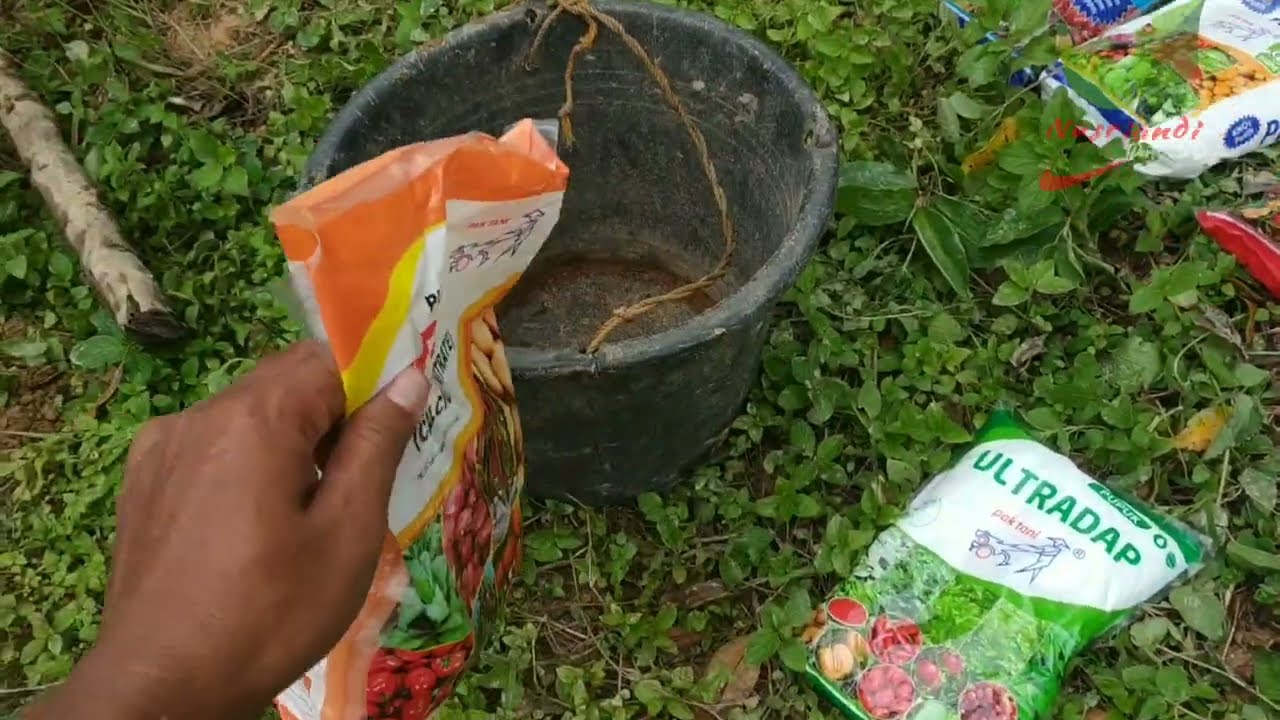 02 Pemupukan Cengkeh Fase Vegetatif atau Pertumbuhan Daun 23 Januari 2021