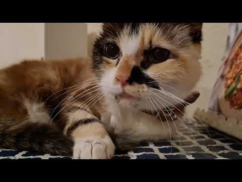 Cat has the softest, sweetest little meow