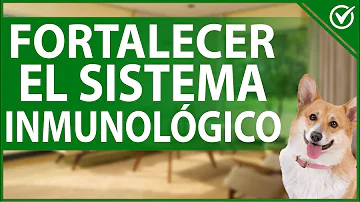 ¿Qué alimentos refuerzan el sistema inmunitario del perro?