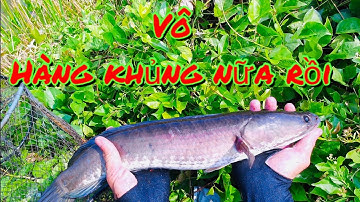 Đặt lờ cá tập21.Tiếp tục vô mánh luồng lờ hơn 10kg cá.(SET FISH TRAP EPISODE 21)