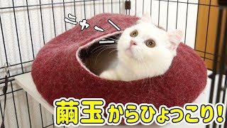 繭玉に入りたい猫