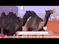 عرض منقية سيف محسن المزروعي فئة 20 نخبة النخبة للون المجاهيم بـ مهرجان الملك عبدالعزيز للإبل 4