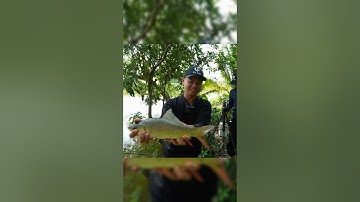 Câu 1 ngày ở sông được đúng 2 phát ấn tượng #fishing #lkhoa #shorts