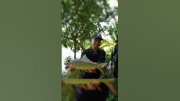 Câu 1 ngày ở sông được đúng 2 phát ấn tượng #fishing #lkhoa #shorts