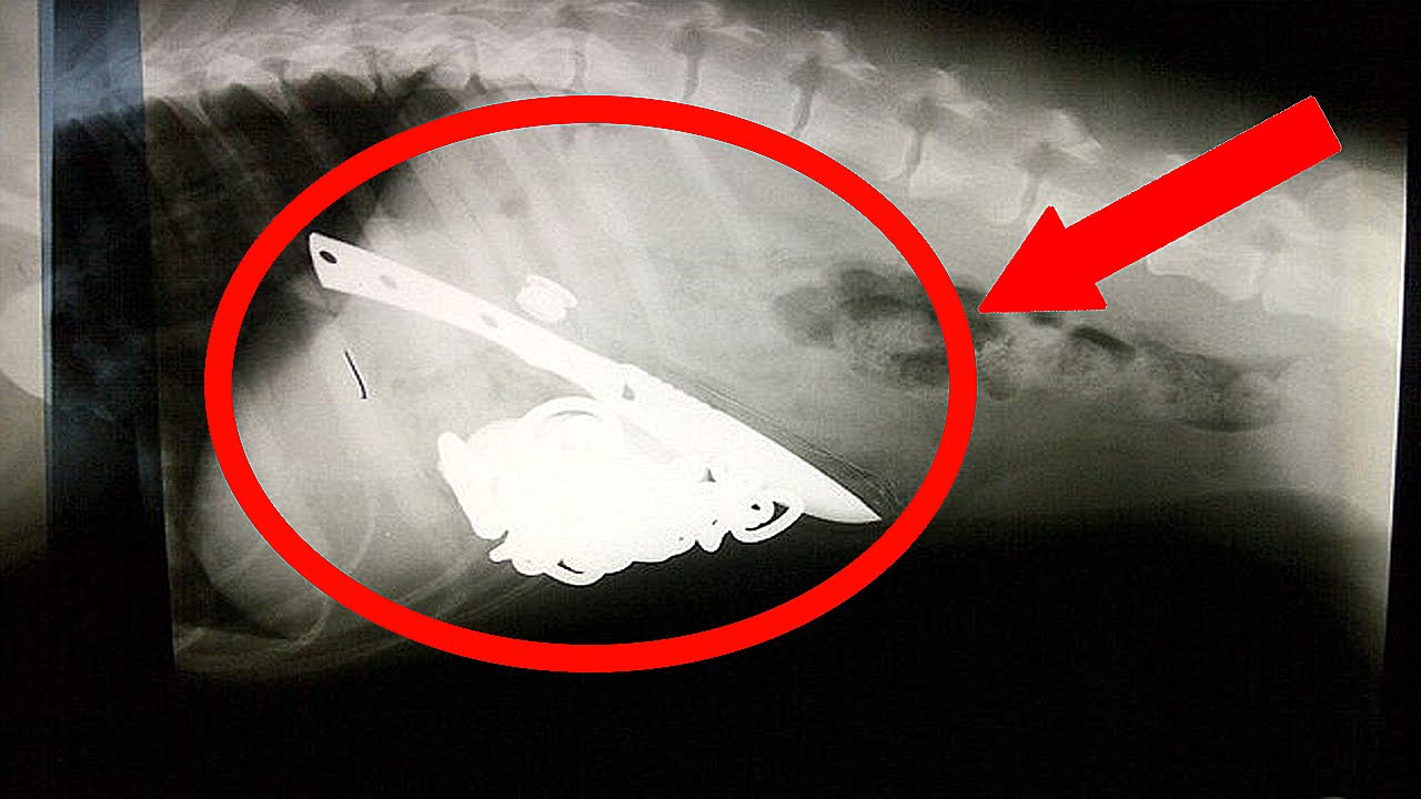 Dog swallows 8-inch kebab skewer