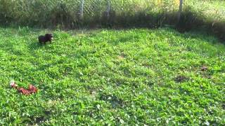 50 Days Old Empereur Glad X Athéna