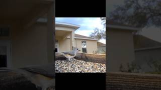 Sweet birds!🕊️ #birds #birding #backyard #nature #warbler #titmouse #dove #finch