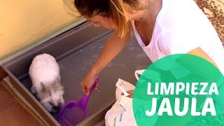 Limpieza de la jaula de un conejo