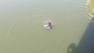 Duck vs Catfish!