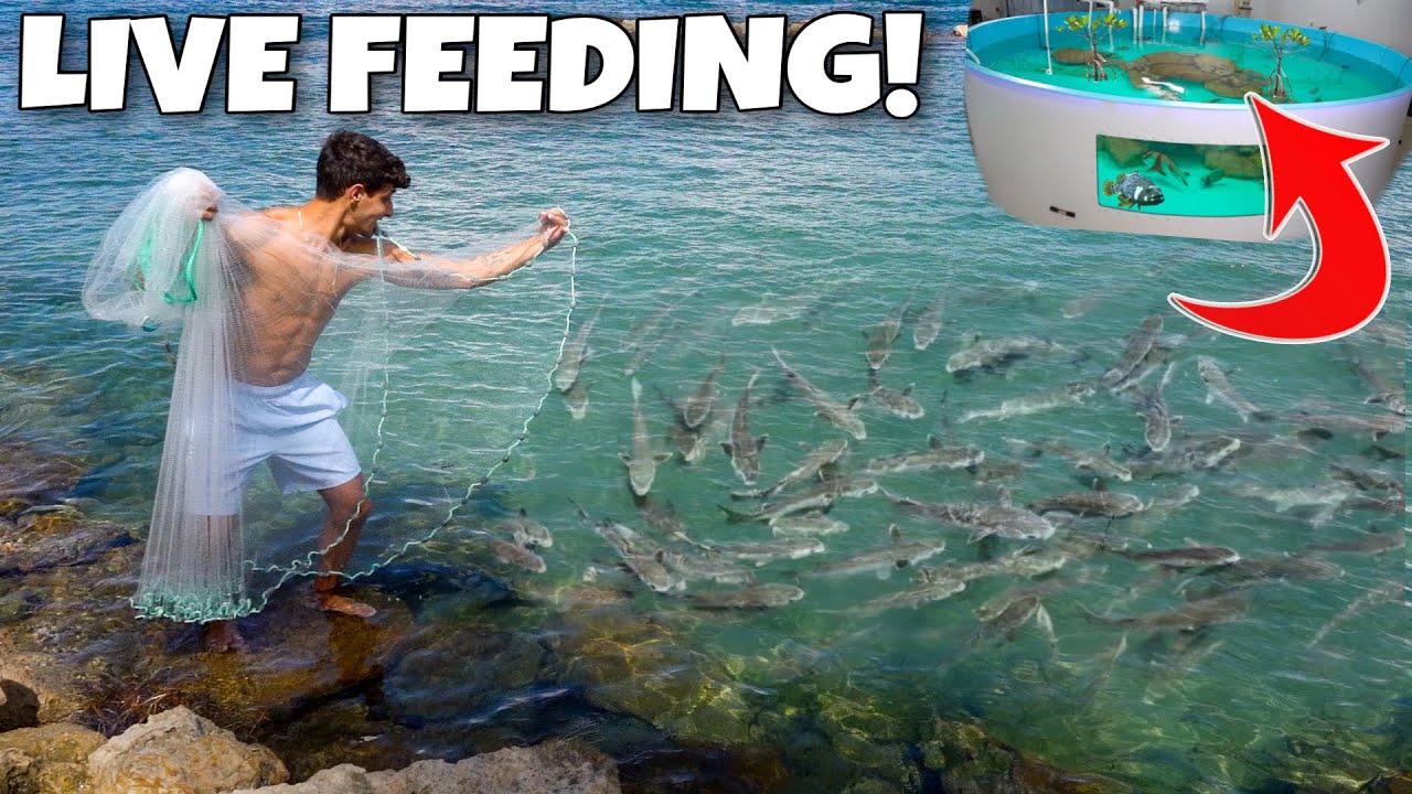 Netting LIVE BAIT & FEEDING Them To My SALTWATER POND!! YouTube
