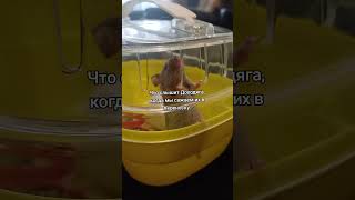 Тгк: Dohodyaga03 Доходяга всегда переживает 🐁💗 #домашниеживотные #переноска #hamster #мыши