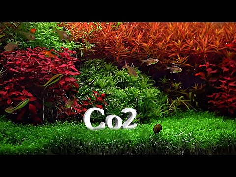 Video: Vai anaharim ir nepieciešams co2?