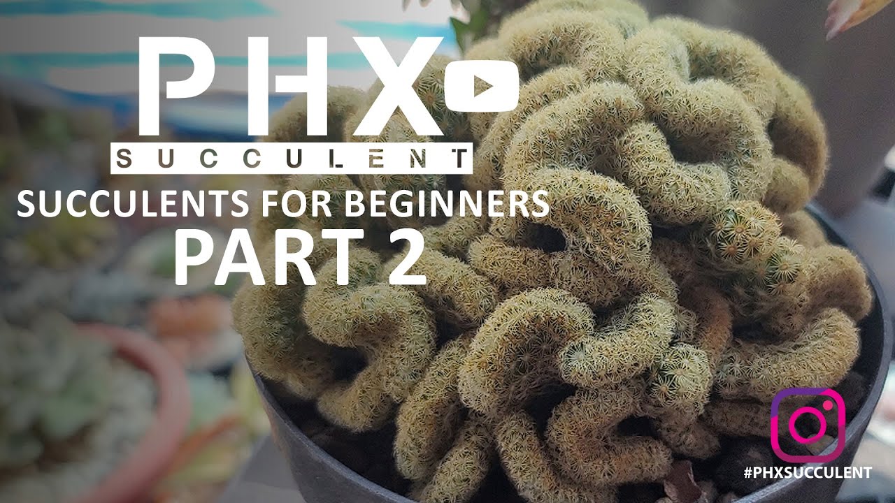 Succulents for Beginners Part 2 - YouTube