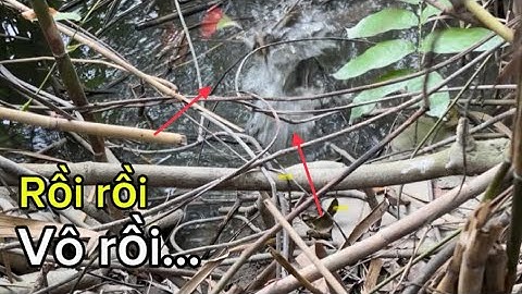 Tập 339 - Điểm Này Hôm Nay Cá Rô Mề Đã Quá | Câu Cá Rô Đồng | miền quê Tiền Giang