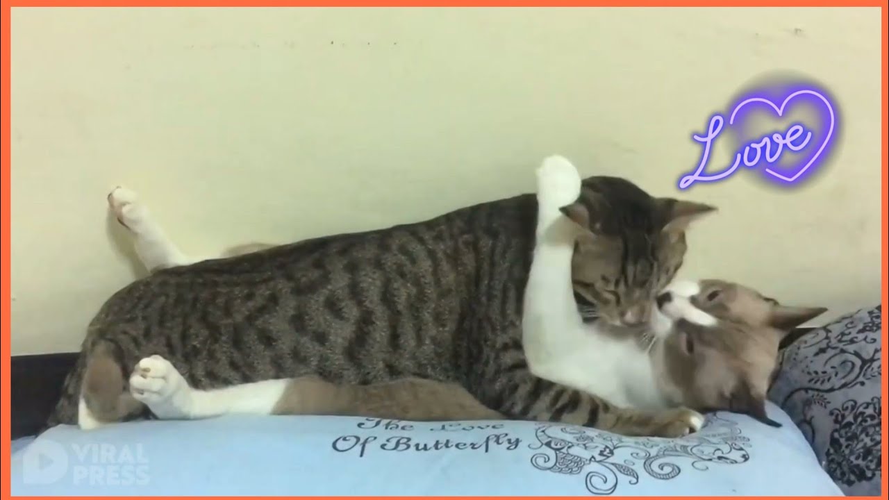 Cat Romance🥰/Cats Romance🤪/Cats couple enjoying Romance/Romantic cats🐱 ...