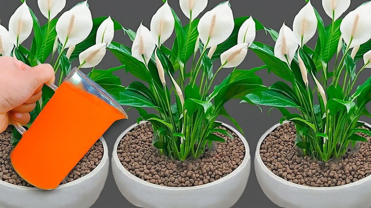 1 Чашка с Поливом Спатифиллума даст новую жизнь цветам и листьям! Рад, что узнал об этом