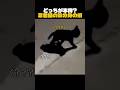 どっちが本物?! 忍者猫の影分身の術 🐈‍⬛🐈‍⬛