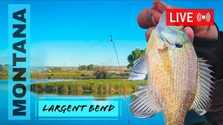 #LIVE #FISHING - E20P1 - Fishing for carp at the local pond!