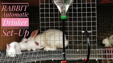 Automatic Drinker Set-Up for RABBITS🐰💦