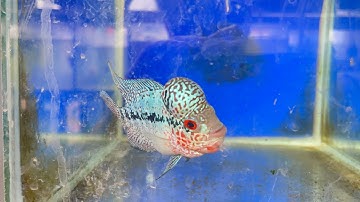 Cá cảnh dòng cá la hán  hôm nay 18/11/2025 | Đồng giá 240k tại Tân Uyên – Bình Dương #capcut #fish 