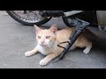 美しい黄色い猫 impressed cat video 感動猫動画