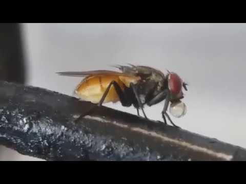 Sakız  çiğneyip şişiren sinek (yasaklanan sakız reklamı)