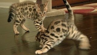 Bengal Kittens Wrestle Like Champions