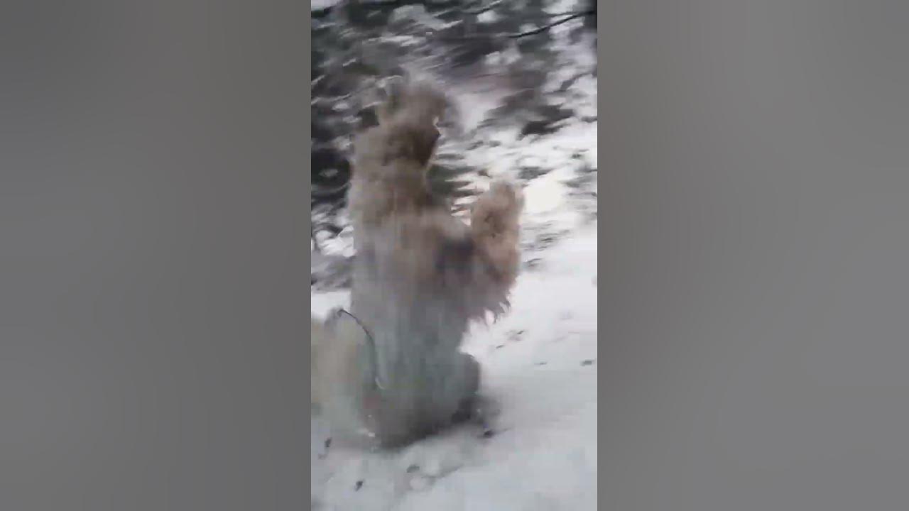 Чемпион по слоумо в Японии