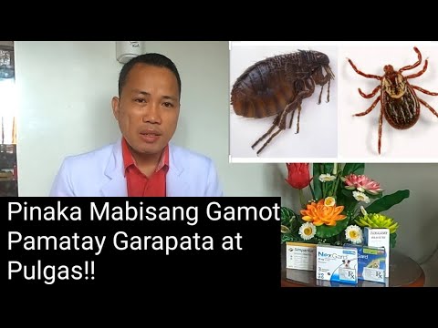 Video: Paano Gamutin Ang Mga Pulgas