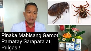 Pinaka Mabisang Gamot Pamatay Garapata At Pulgas!