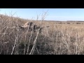 Coyote Hunting, 5 Coyotes!!!:  CRPH -The Fantastic 5