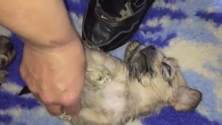 Siwop DDT's fast asleep by SIWOP Dandie Dinmont Terriers 28 views 8 years ago 1 minute, 32 seconds